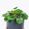 Peperomia Lemon Lime - Imagen 2