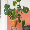 Monstera Deliciosa - Imagen 2
