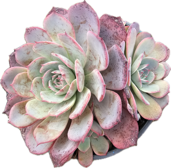 Echeveria azulita