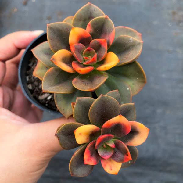 Echeveria chroma