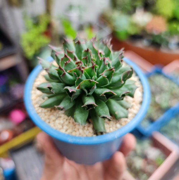 Sempervivum Oddity