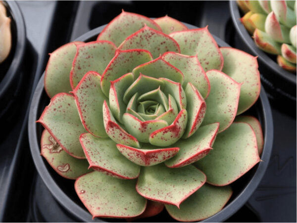 Echeveria Longissima