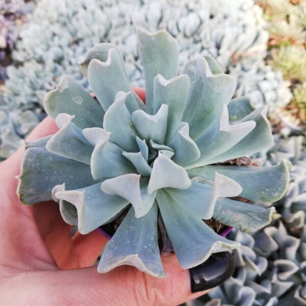 Echeveria runyonii