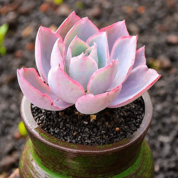 Echeveria ‘Afterglow’