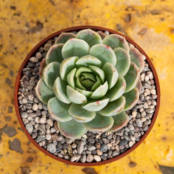 Echeveria elegans