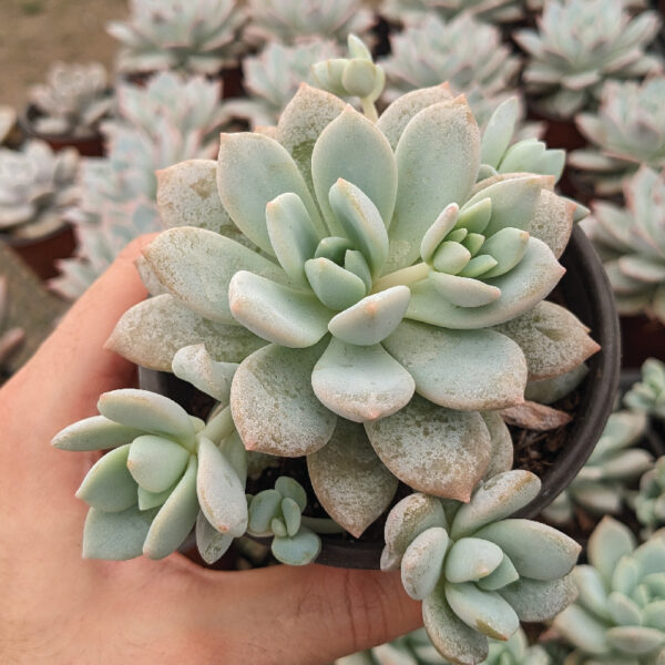 Echeveria Tequila