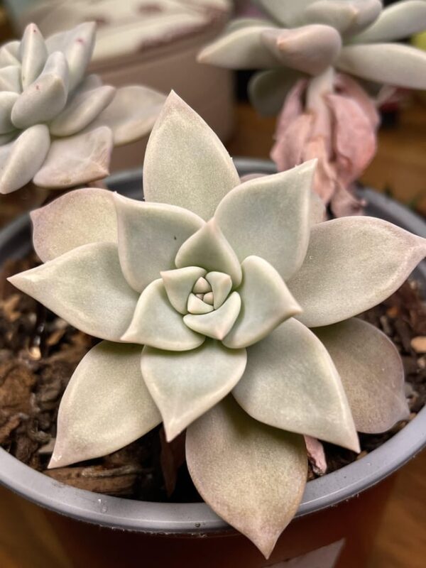 Graptopetalum paraguayense