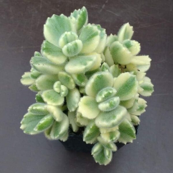 Cotyledon tomentosa variegado