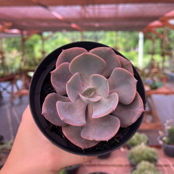 Echeveria ‘Dusty Rose’