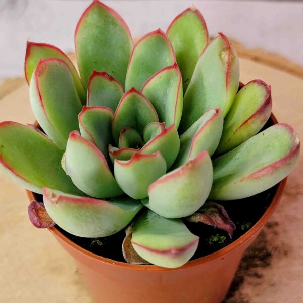 Echeveria pulidonis