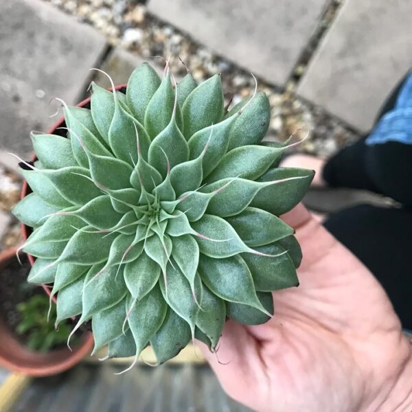 Graptoveria ‘Silver Star’