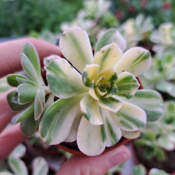 Aeonium castello-paivae ‘Suncup’