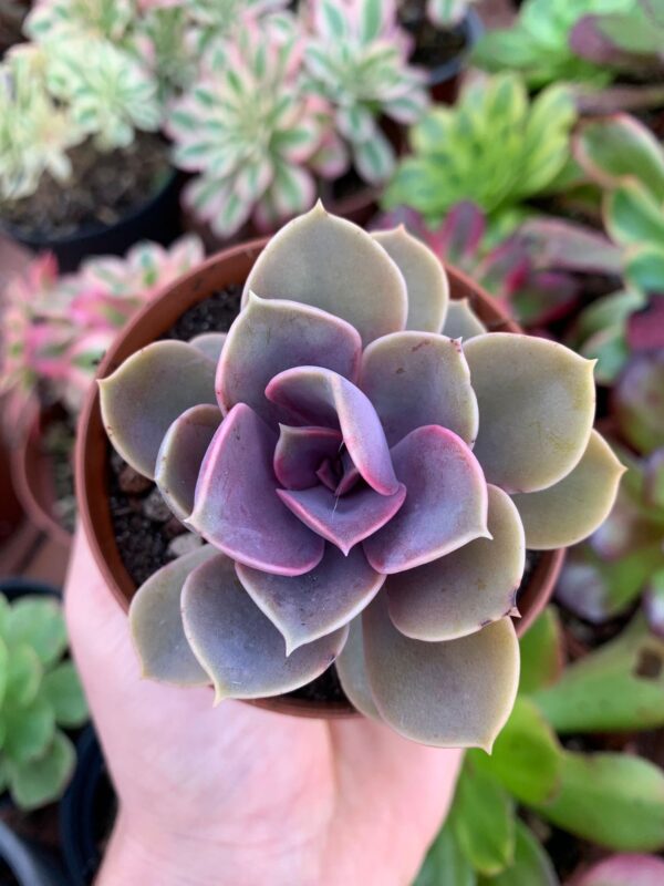 Echeveria ‘Perle von Nürnberg’