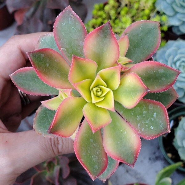 Aeonium ‘Kiwi’