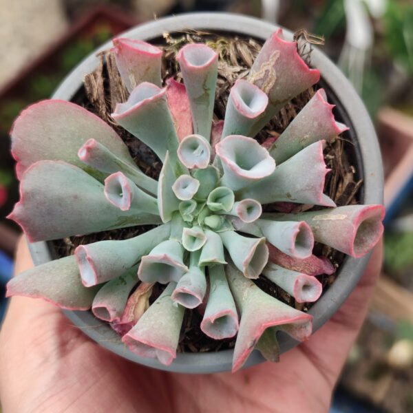 Echeveria ‘Pink Trumpet’