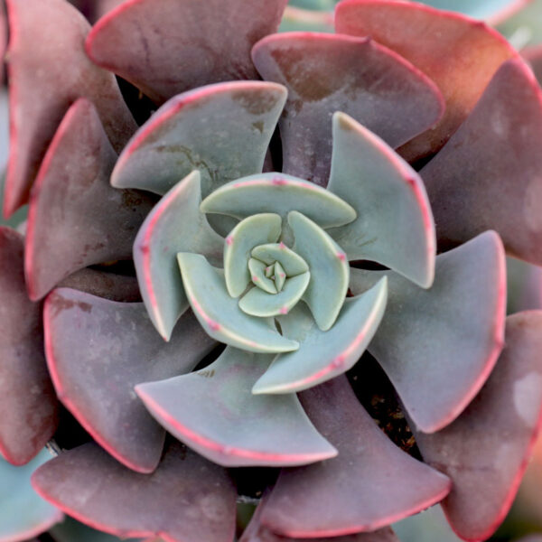 Echeveria ‘Muesli’