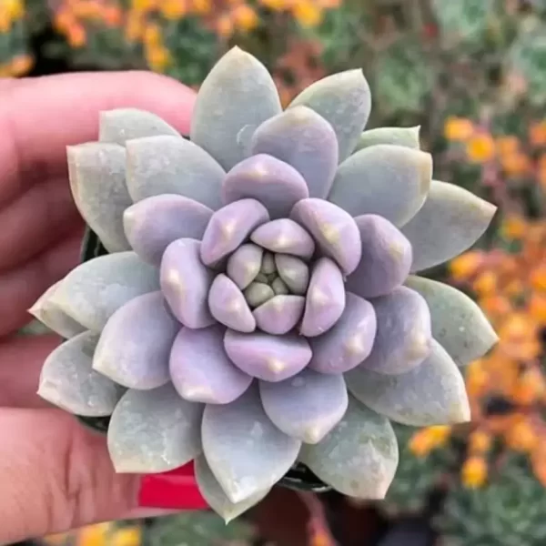 Sedeveria ‘Lilac Mist’