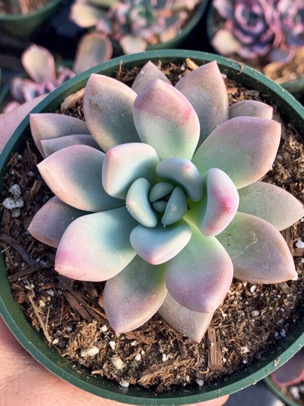 Graptoveria opalina