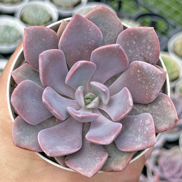 Graptoveria ‘Debbie’