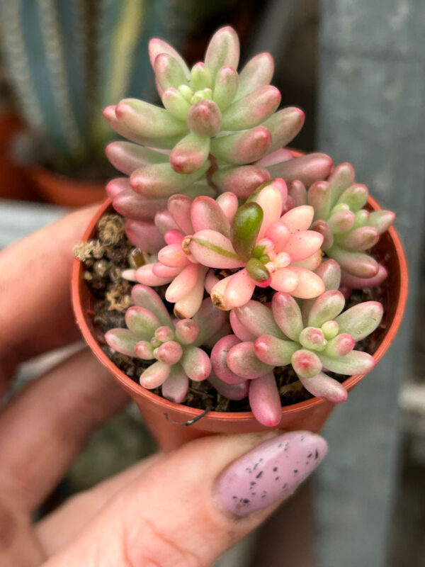 Sedum ‘Aurora’