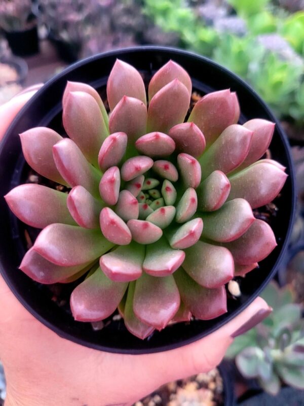 Graptoveria ‘Bashful’