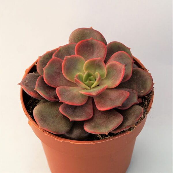 Echeveria ‘Vampire Red Ball’