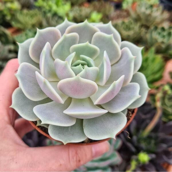 Echeveria ‘Lola’