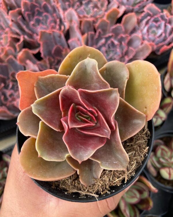 Echeveria ‘Fireglow’