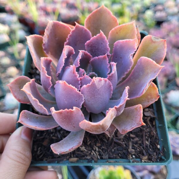 Echeveria ‘Neon Breakers’